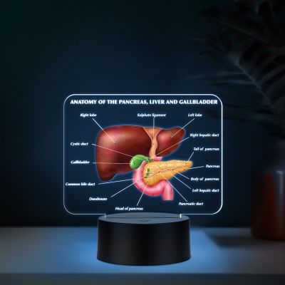 3D Illusion Liver Function LED Night Lamp Educational Study Table Lamp with 7 Color Changing Light Medical Student Room & Doctor Clinic Decor